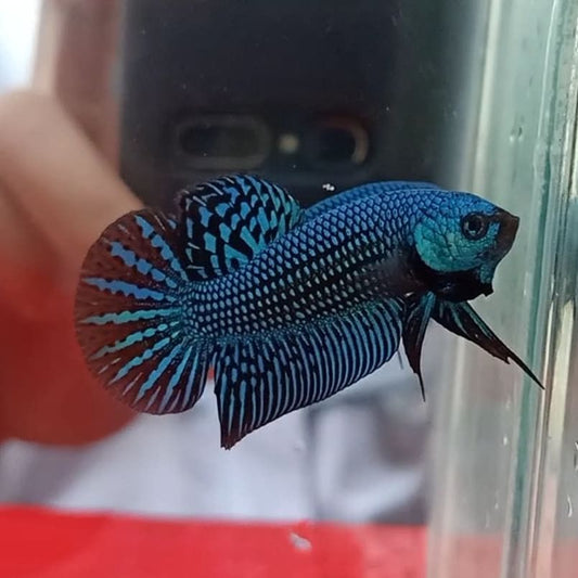 Accoupler vos Bettas / Mate Betta