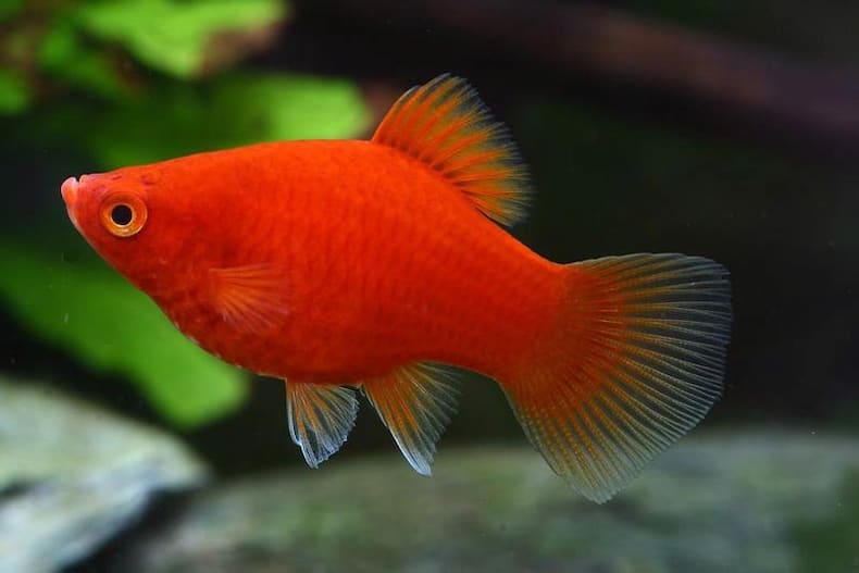 Les 5 Meilleurs Poissons pour Aquarium d'Eau Douce pour les Débutants