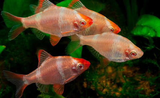 aquarium à Saint-Jérôme