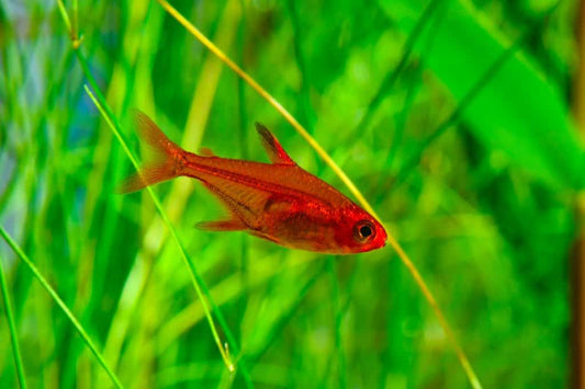 Rasbora VS Tetra