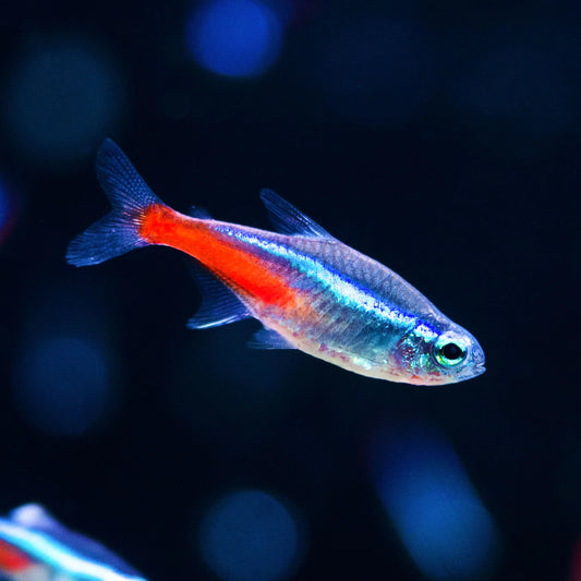 Neon tetra