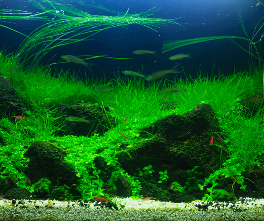 Aquascape