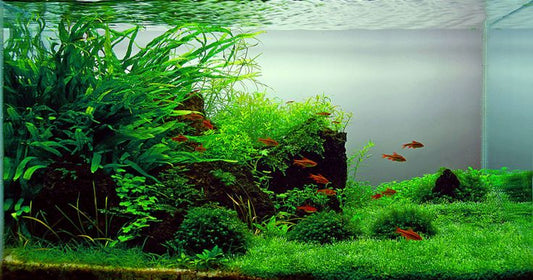 L'importance d'avoir un aquarium dans votre maison : une oasis de calme et de beauté