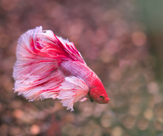 Betta