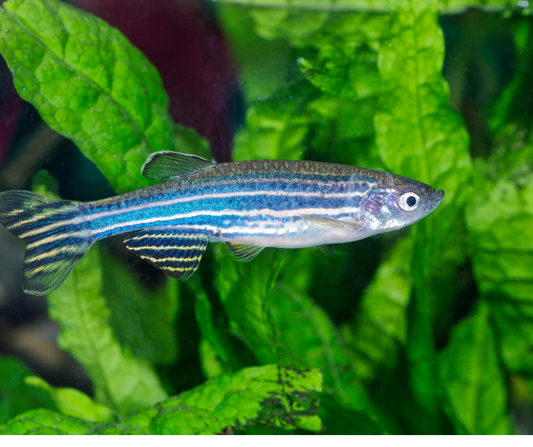 Danio Zebra