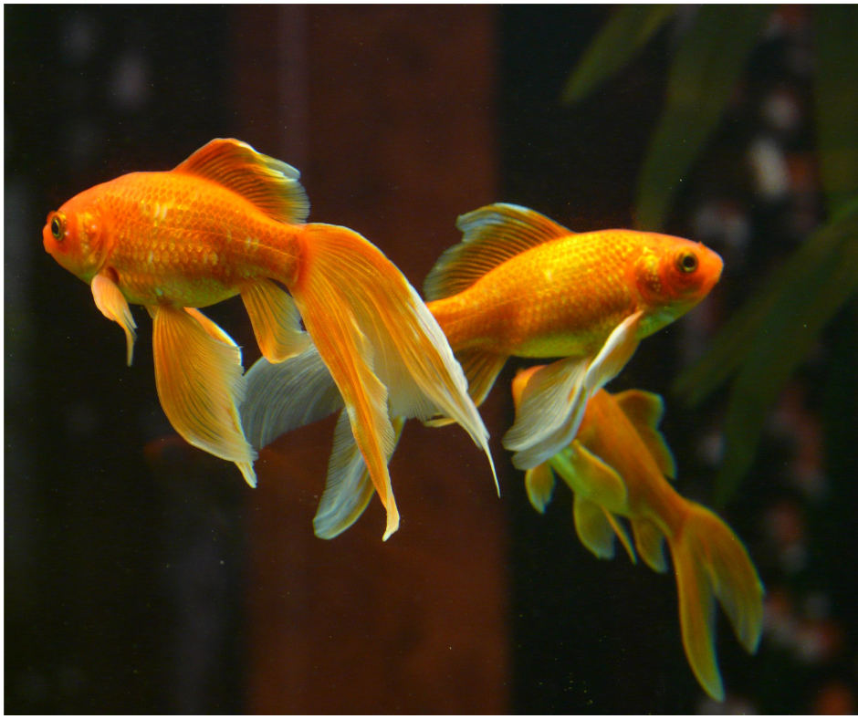 Poissons Rouges - Goldfish