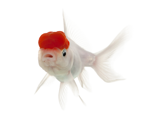 Poisson Rouge - Goldfish