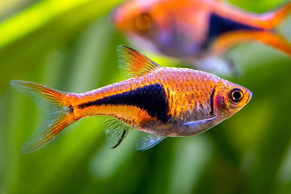 Top 10 fish to have in an aquarium – NageoireBleue