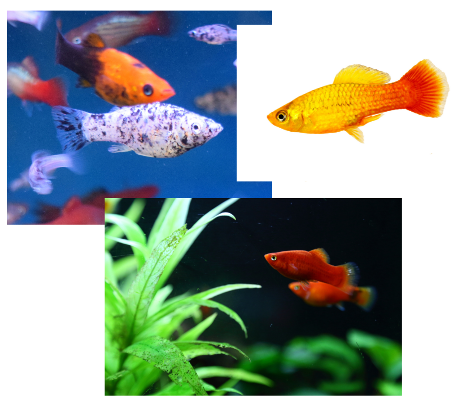 Molly, Platys and Platy - Colorful Fish for Aquarium – NageoireBleue