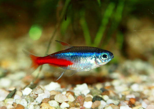 Le tétra néon ou néon bleu / Neon tetra