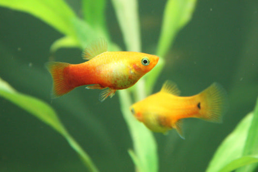 Molly, Platy et Guppy 