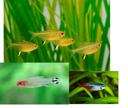 Poisson Tetra