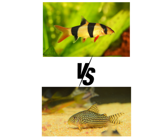 Corydoras VS Loaches