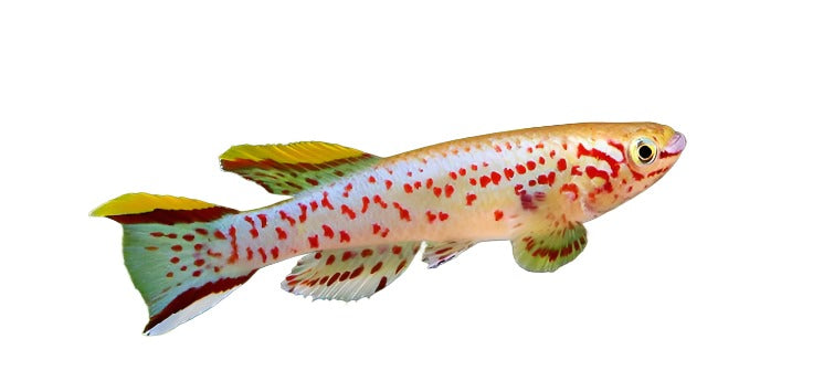 Killifish Fundulopanchax Gardenri (XL) – NageoireBleue