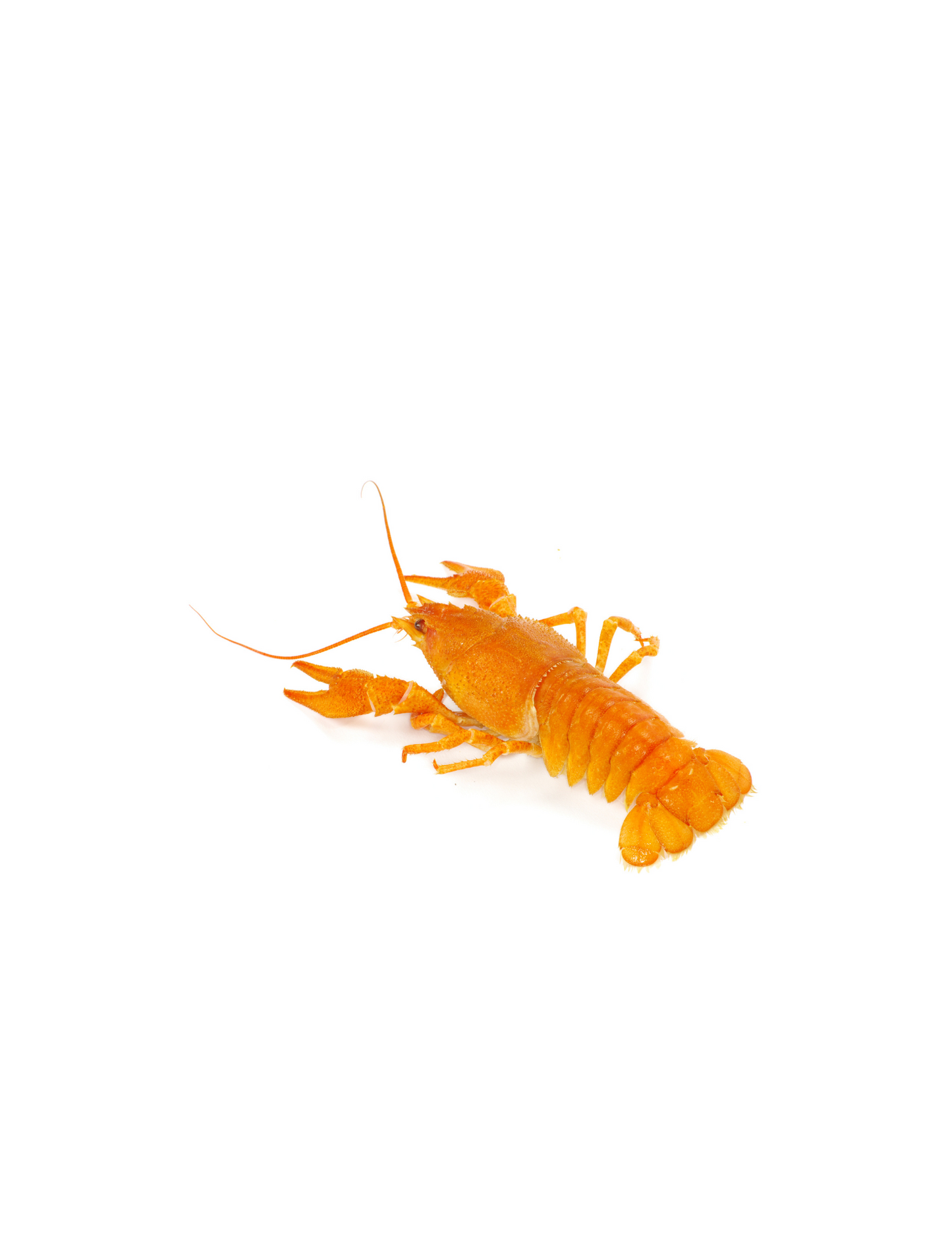 Orange crayfish