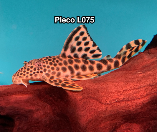 Pleco L075