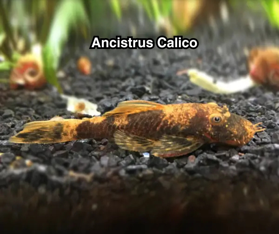 Ancistrus Calico