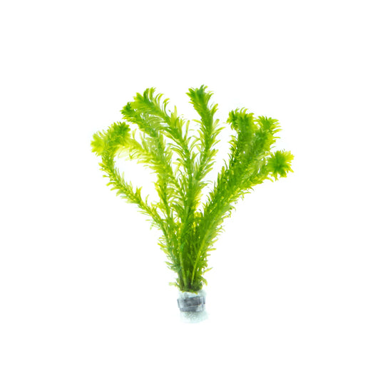 Egeria/elodea densa