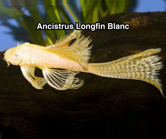 Ancistrus albino LongFin