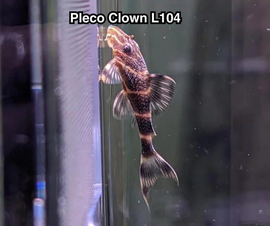 Pleco Clown L104