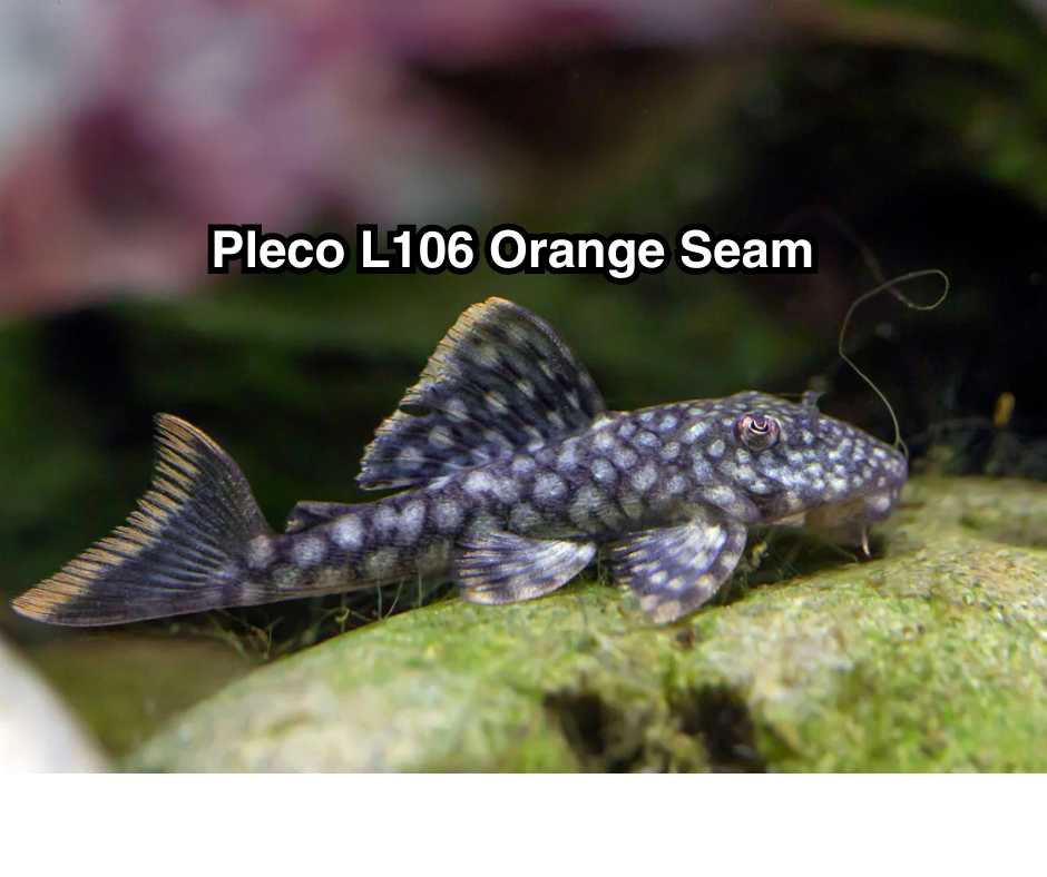 Pleco orange seam L106 – NageoireBleue