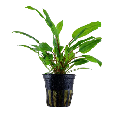 cryptocoryne wendtii green