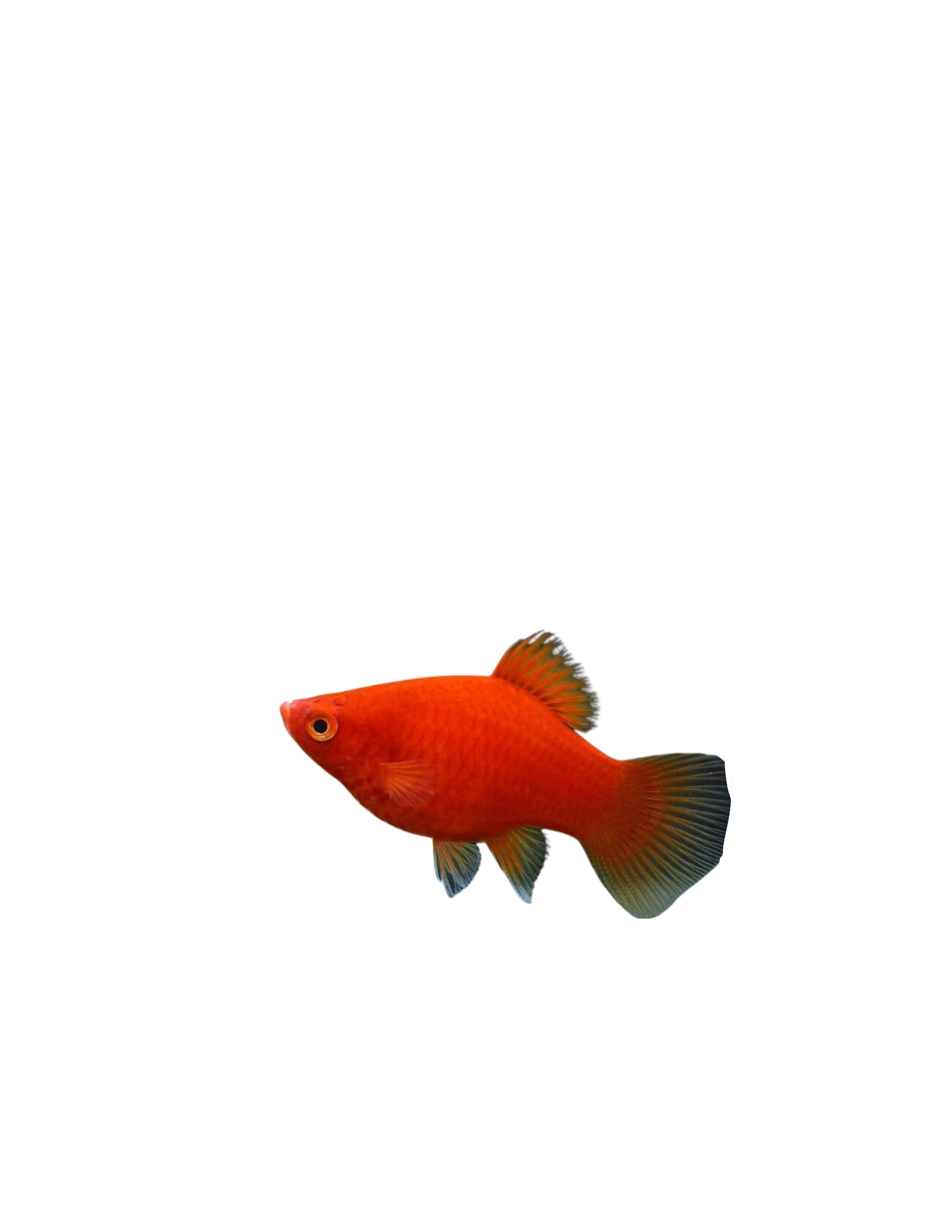 Platy Red – NageoireBleue