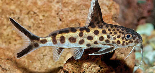 Synodontis Petricola