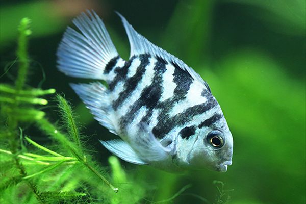 Blue Parrot Tiger Fish