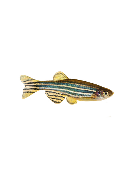 Danio Zebra