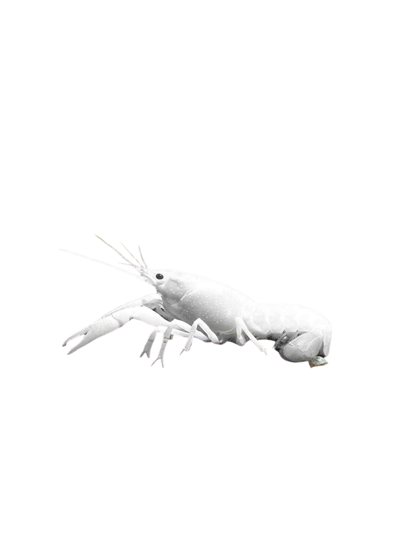 Snow White Crayfish