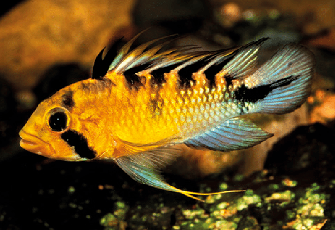 Apistogramma rositae