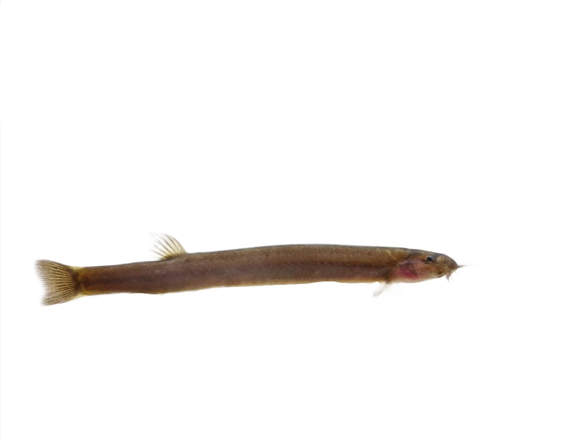 Kuhli loach / loche black Java – NageoireBleue