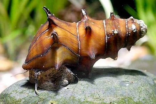 Spiny Burmese Snail