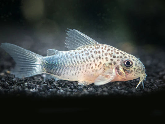 Corydoras similis