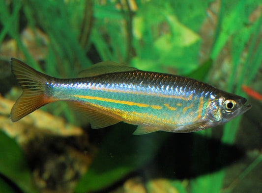 Giant Danio