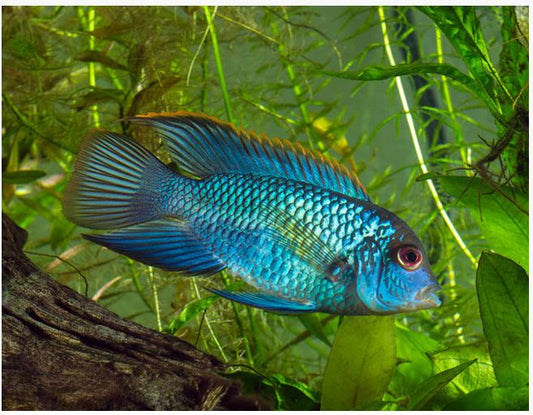 Blue Acara