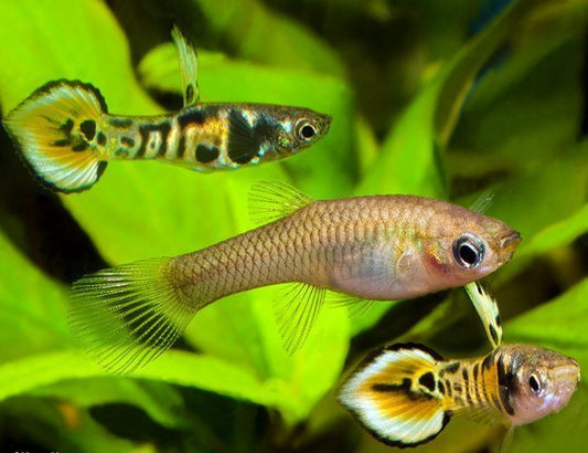 Endler Guppy tiger (En Paire)