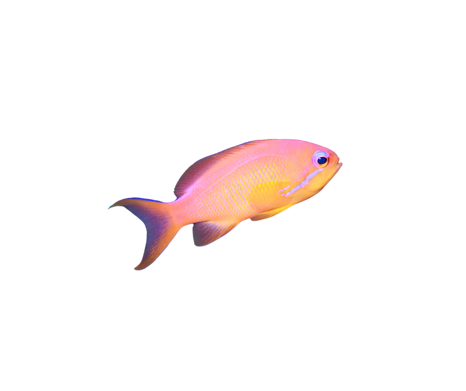 REDFIN ANTHIAS/Pseudanthias Dispar Female – NageoireBleue