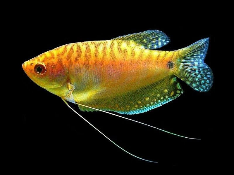 Gourami Golden