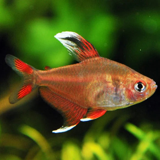 Tetra Rosy Fin