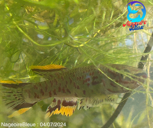 Killifish Fundulopanchax Gardenri