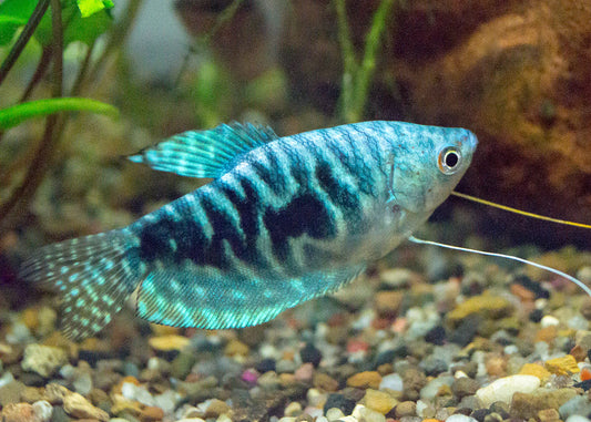 Gourami Opaline