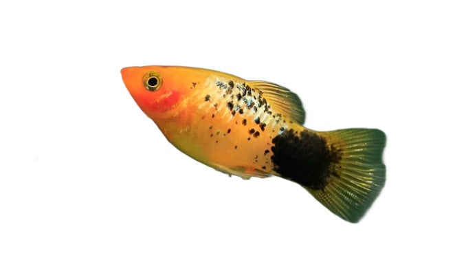 Platy Toxedo (Colors may vary)