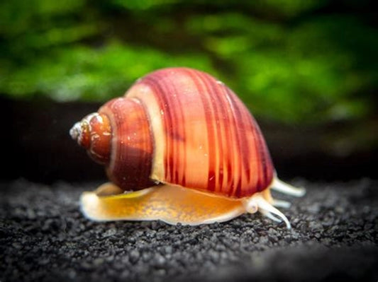 Apple Snail