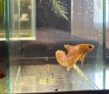 Betta Yellow White and a little green