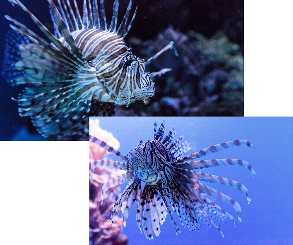 Large Black Volitans Lionfish (Pterois Volitans)