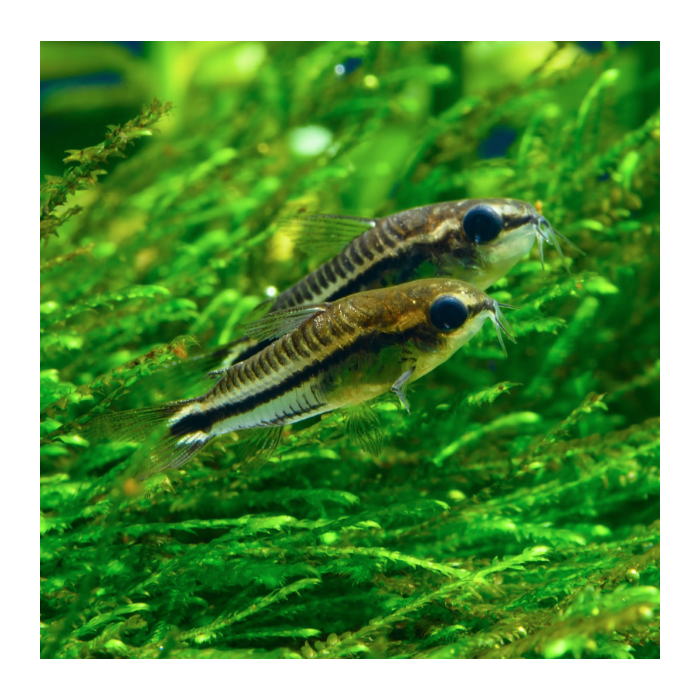 Cory Pygmy (Corydoras Pygmaeus) – NageoireBleue