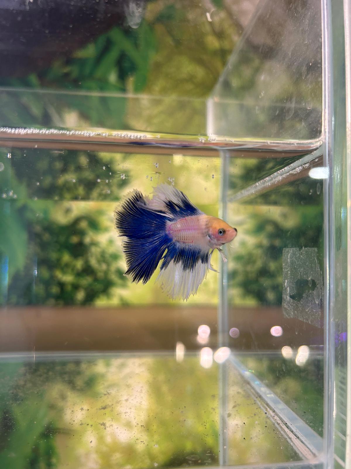 Betta Super Delta Blue and White