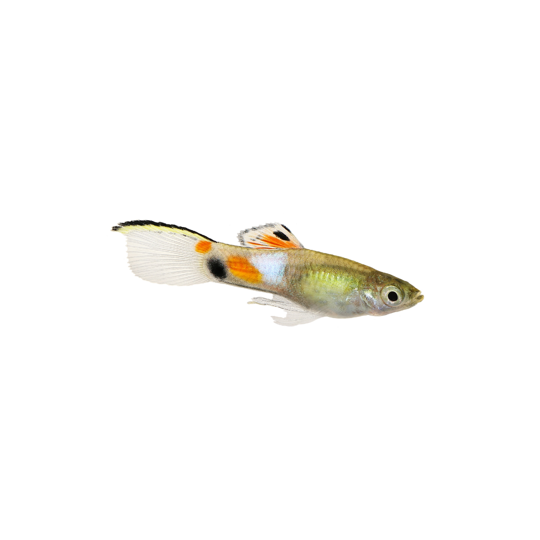 Endler Guppy